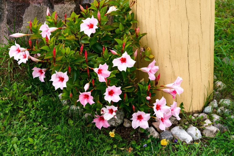 Mandevila
