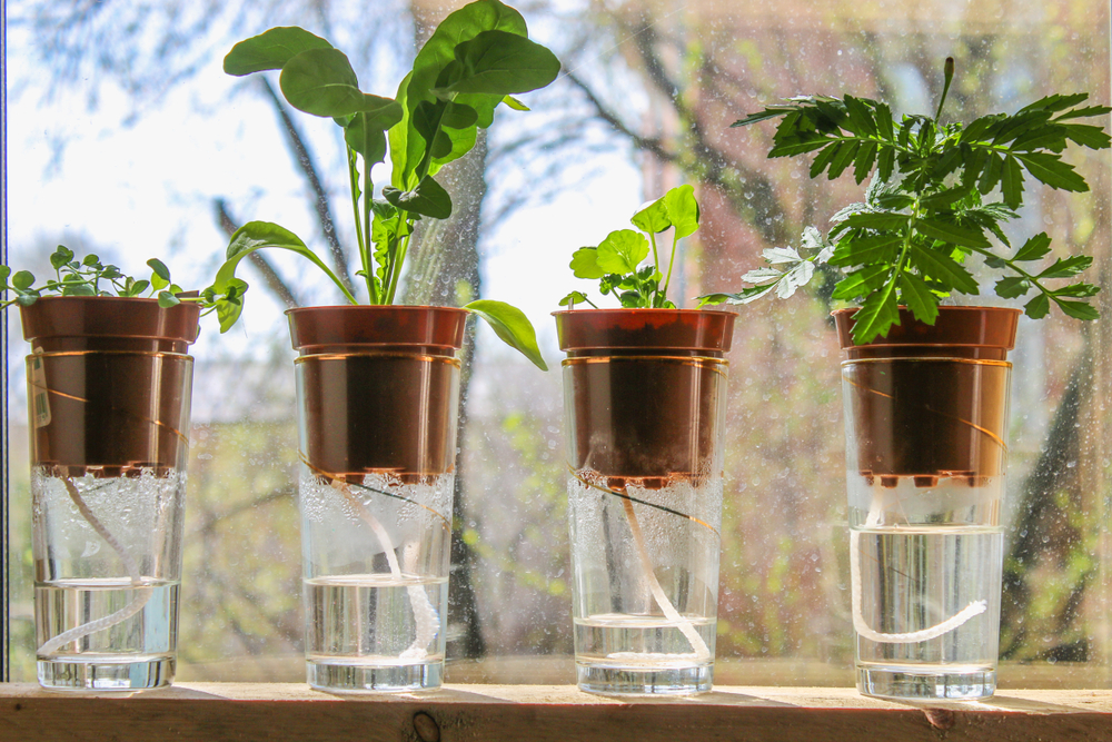 Wick,Watering.,Plants,In,Pots,On,Glasses,Stand,On,A